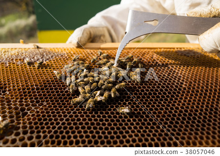 Bees on a honeycomb, beekeeper 38057046