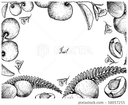 Frame of Indian Gooseberry and Tallow Plum Frame of Indian Gooseberry and Tallow Plum 38057255