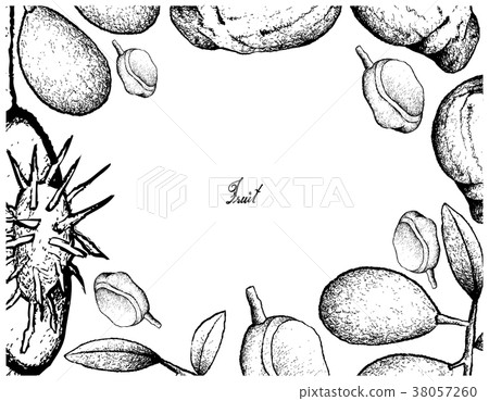 Hand Drawn Frame Ambarella and Red Mombin Fruits Hand Drawn Frame Ambarella and Red Mombin Fruits 38057260