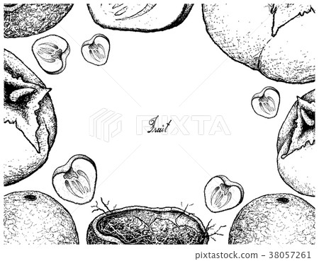 Hand Drawn Frame of Wood Apple and Persimmon Hand Drawn Frame of Wood Apple and Persimmon 38057261