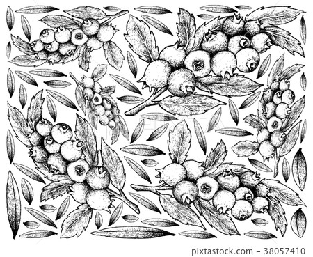 Hand Drawn Background of Ripe Blueberry Fruits 38057410