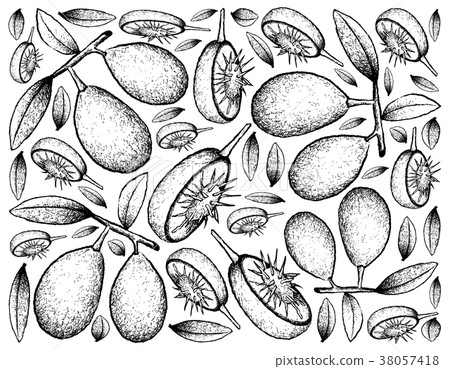 Hand Drawn Background of Fresh Ambarella Fruits Hand Drawn Background of Fresh Ambarella Fruits 38057418