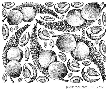 Hand Drawn Background of Indian Gooseberry Fruits 38057420