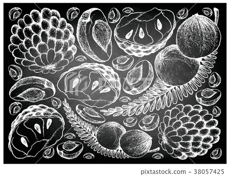 Hand Drawn of Indian Gooseberry and Custard Apple Hand Drawn of Indian Gooseberry and Custard Apple 38057425