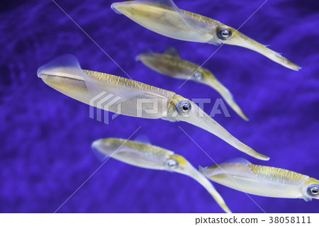 Herd of swimming squid Herd of swimming squid 38058111