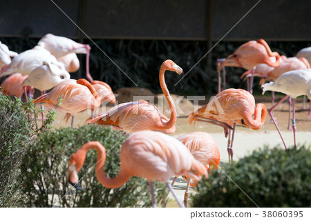 Animals in a zoo. various wild animals photo. 016 38060395