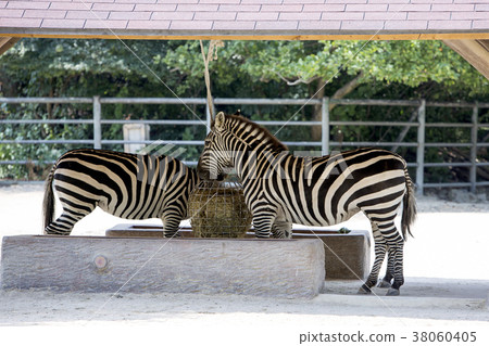 Animals in a zoo. various wild animals photo. 029 Animals in a zoo. various wild animals photo. 029 38060405