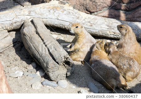 Animals in a zoo. various wild animals photo. 077 38060437