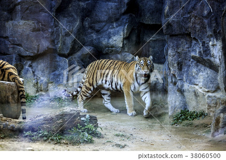 Animals in a zoo. various wild animals photo. 136 38060500