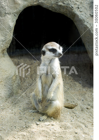 Animals in a zoo. various wild animals photo. 013 Animals in a zoo. various wild animals photo. 013 38060502