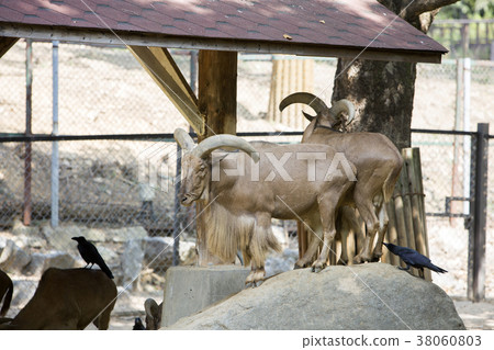 Animals in a zoo. various wild animals photo. 054 Animals in a zoo. various wild animals photo. 054 38060803