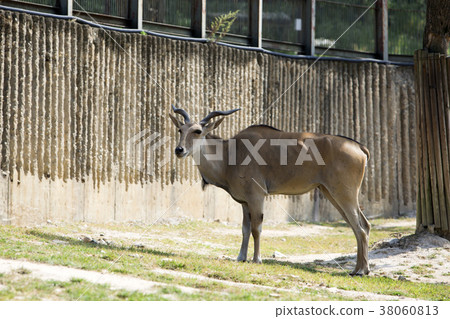Animals in a zoo. various wild animals photo. 066 Animals in a zoo. various wild animals photo. 066 38060813
