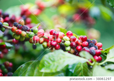 close up fresh Ripe coffee berries on tree 38061297