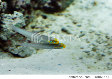 在Ryusai江邊水族館的逗人喜愛的紅色蜂蝦虎魚 在Ryusai江邊水族館的逗人喜愛的紅色蜂蝦虎魚 38061345