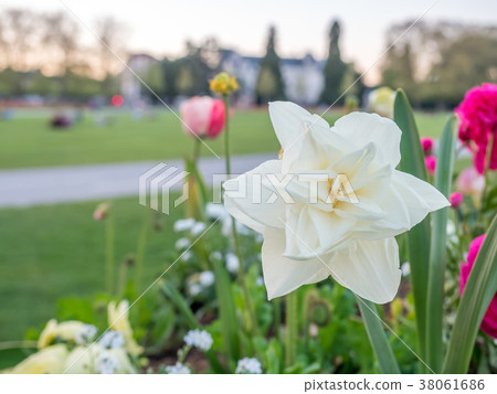 Colorful flowers in France 38061686