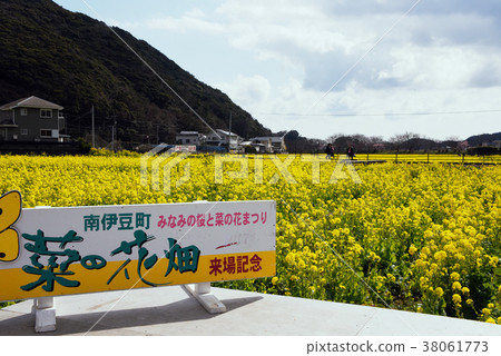Rape blossoms 38061773