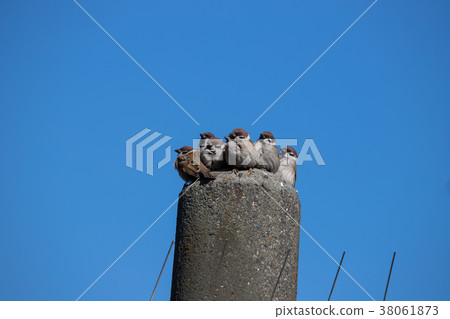 Sparrow 38061873