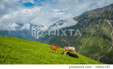 Beautiful mountain landscape of Sonamarg, Kashmir 38062187