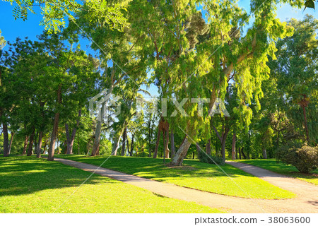 Walking through Buen Retiro Park Walking through Buen Retiro Park 38063600