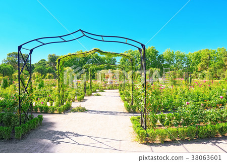 Walking through Buen Retiro Park. Rose Park 38063601