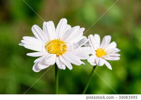 Pyrethrum flower Pyrethrum flower 38063995