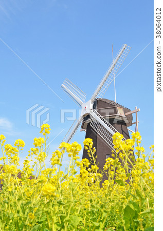 Windmill and Rapeseed field Windmill and Rapeseed field 38064012