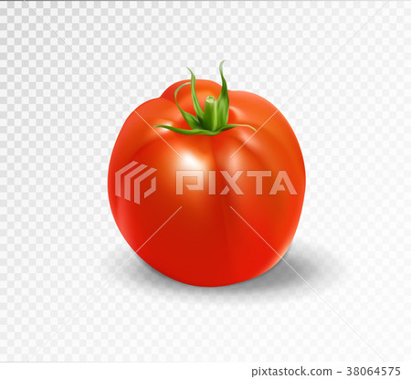 Red tomato. Realistic vector illustration 38064575