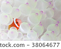 Whitewashed sea buckthorn and horse mackerel 38064677