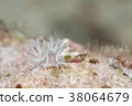Tritonia Bolandy 38064679
