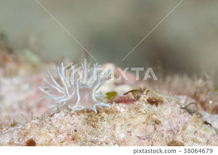Tritonia Bolandy 38064679