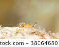 Very small conpei 38064680