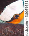 Protection of eggs of an eelgrass fowl 38064681