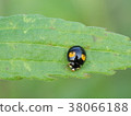娜美瓢蟲 38066188