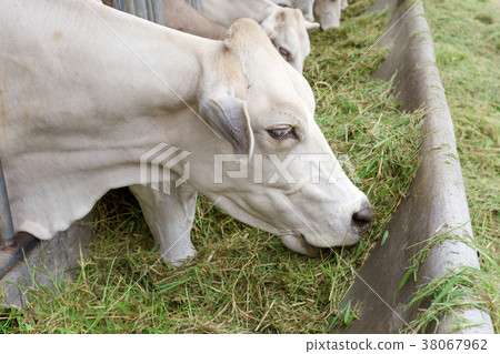 Beef Cattle Cow livestock in farm 38067962