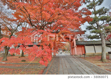 the Shinsho gokuraku ji garden at fall 38068071