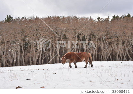 Cold horse Cold horse 38068451