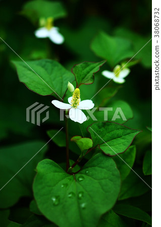 北達見花 38068732