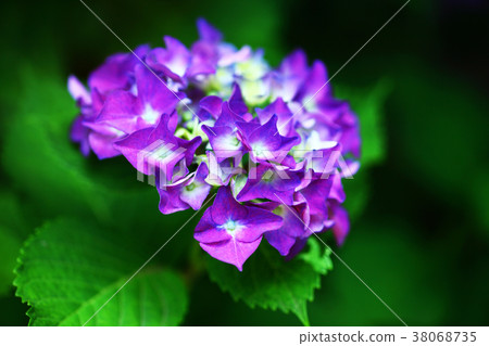 Hydrangea red purple flowers Hydrangea red purple flowers 38068735