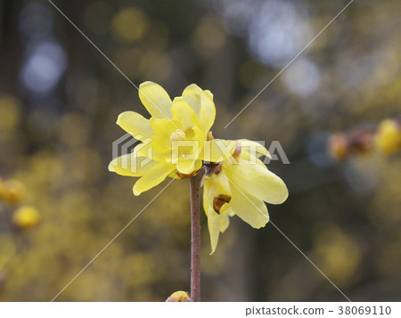 Lobai, two flowers (a little closer) 38069110