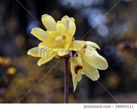 Lobai, two flowers (close) Lobai, two flowers (close) 38069111