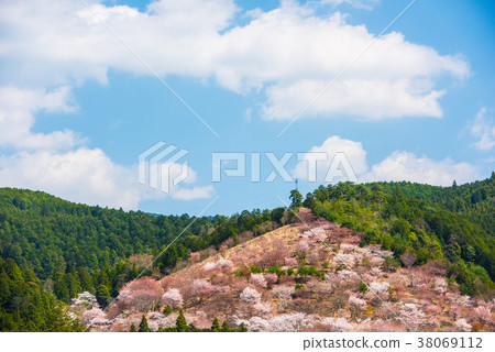 Yoshinoyama Senbonzakura Yoshinoyama Senbonzakura 38069112