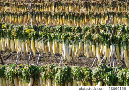 Dried radish 38069166