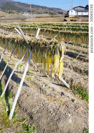 Dried radish 38069198