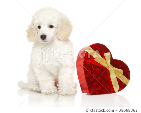 Young Poodle with red Valentine heart 38069362