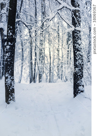 Trees covered with hoarfrost and snow Trees covered with hoarfrost and snow 38069367