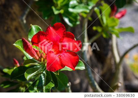 Azalea flowers on tree 38069630