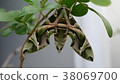 Butterfly rocket camouflage is a kind of moth 38069700