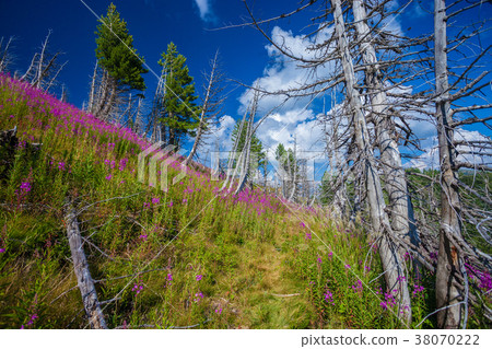 Fireweed in the mountains of Montenegro 38070222