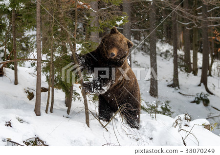 Wild brown bear in winter forest 38070249
