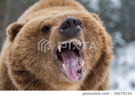 Brown bear roaring in forest 38070250